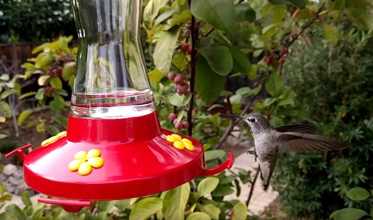 Fotografía - Este colibrí 240FPS cámara lenta de vídeo grabados con la Nexus 6P hará que su corazón Flutter