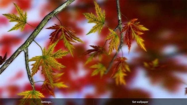 Fotografía - Hojas de otoño en HD Live Wallpaper - aplicación Indie del día