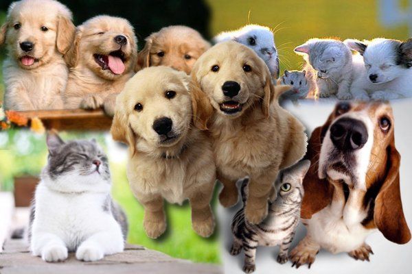 Fotografía - Las mejores aplicaciones de mascotas virtuales para Android