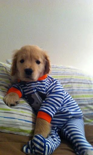 perro en pijama